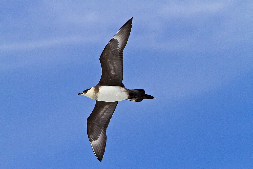 Adult Arctic Skua (Stercorarius parasiticus) in the Svalbard Archipelago, Norway