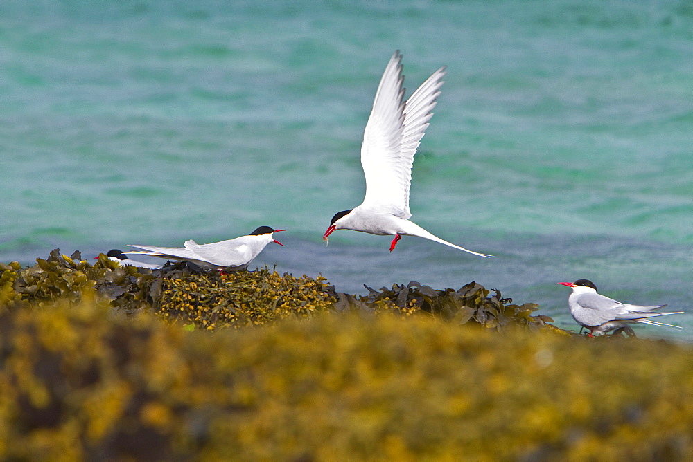 Adult arctic tern (Sterna paradisaea) feeding on Spitsbergen Island in the Svalbard Archipelago, Norway