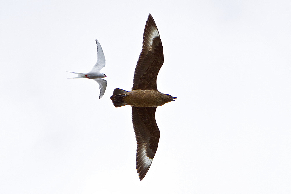 Adult great skua (Stercorarius skua) being dive-bombed by defensive arctic terns (Sterna paradisaea) guarding their nest sites in the Svalbard Archipelago, Norway