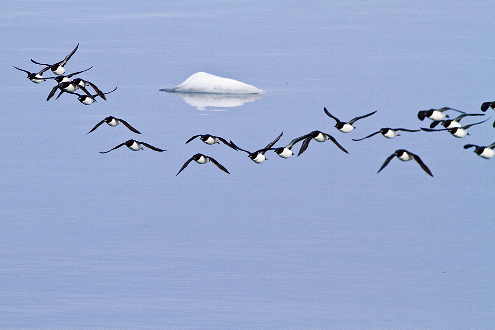 Brunnich's guillemot (Uria lomvia) breeding and nesting site at Cape Fanshawe in the Svalbard Archipelago, Norway