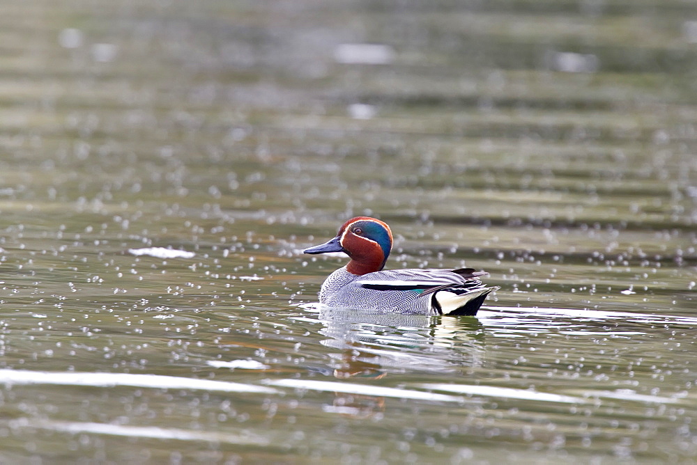 Adult common teal  (Anas crecca)  in full breeding plumage in the calm waters of Lake Myvatn, Iceland