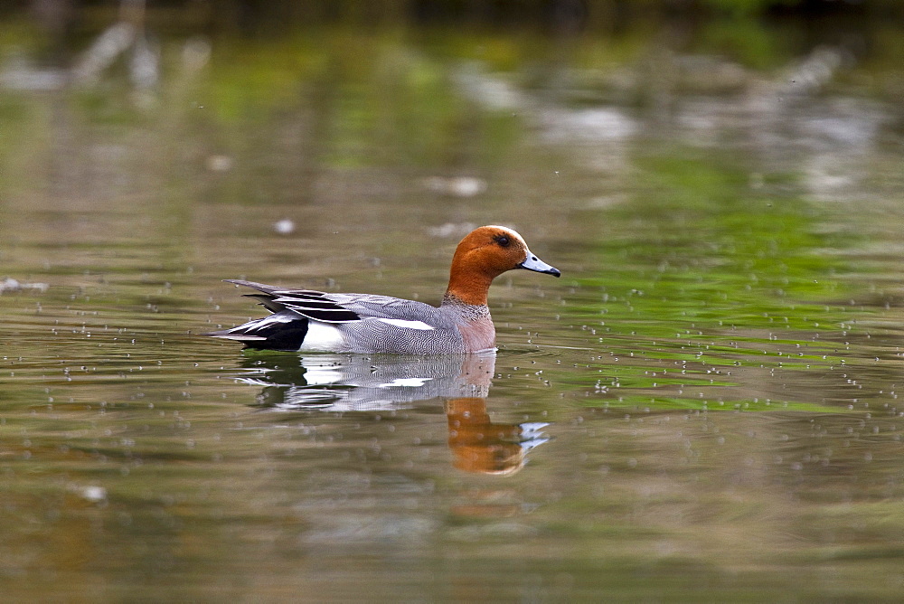 Adult Eurasian Wigeon (Anas penelope) in breeding plumage on Lake Myvatn, Iceland. MORE INFO American and Eurasian Wigeons have been known to hybridize in the wild. 