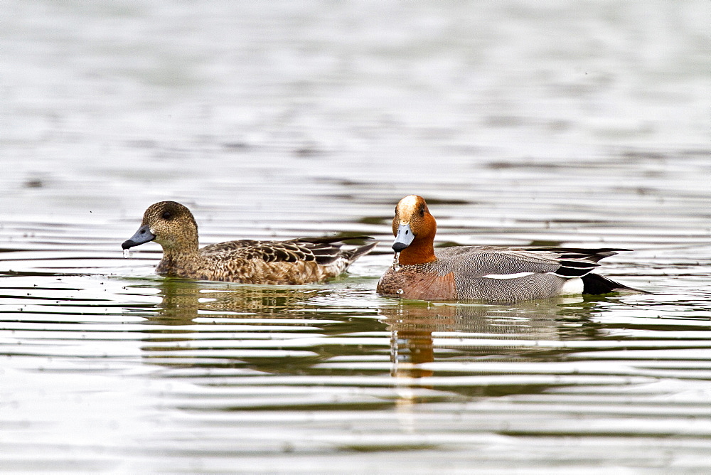 Adult Eurasian Wigeon (Anas penelope) in breeding plumage on Lake Myvatn, Iceland. MORE INFO American and Eurasian Wigeons have been known to hybridize in the wild. 