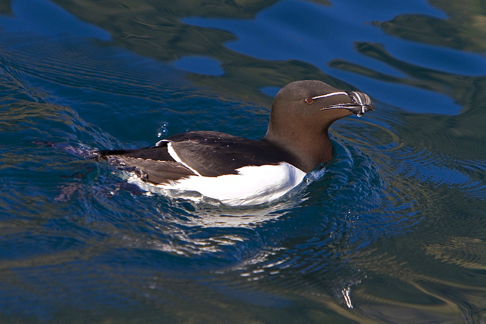 Adult razorbill (Alca torda) along the coast of Iceland, North Atlantic Ocean