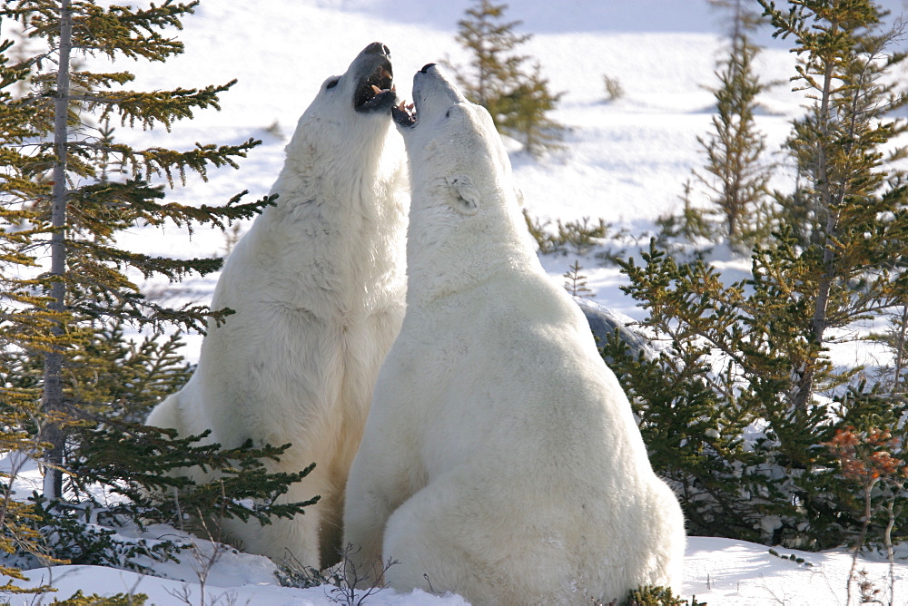 Male Polar Bears, Ursus maritimus, beginning to engage in ritualistic mock fighting (serious injuries are rare), near Churchill, northern Manitoba, Hudson Bay, Canada