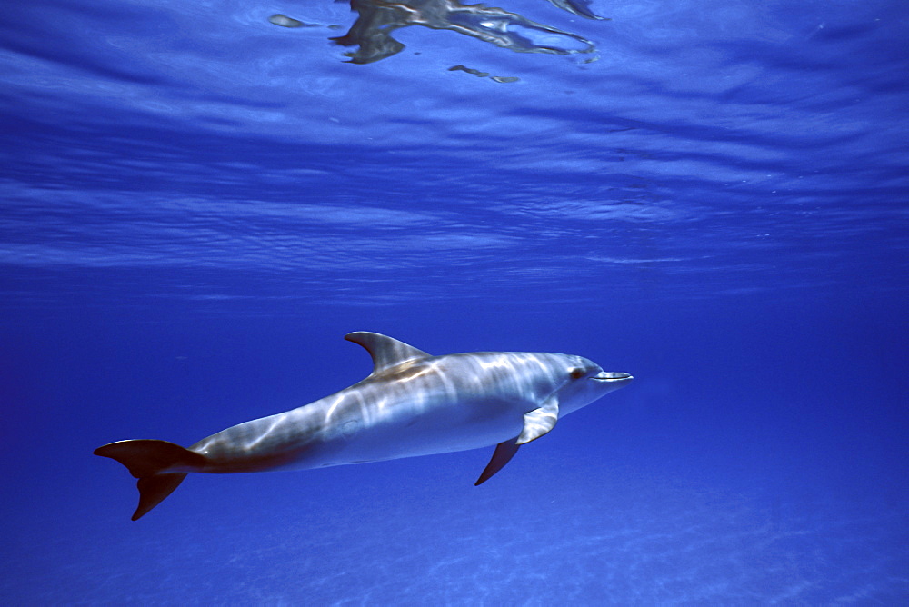 Atlantic Spotted Dolphin (Stenella frontalis) calf on the Little Bahama Banks, Grand Bahama Island, Bahamas.
(Resolution Restricted - pls contact us)