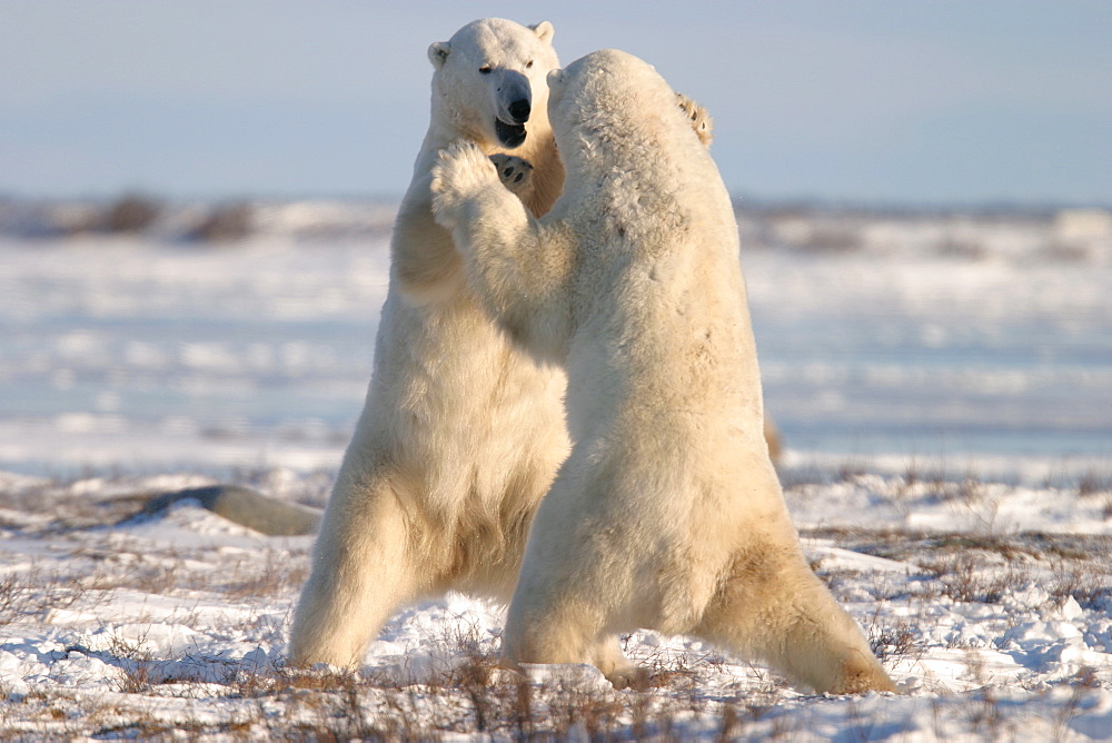 Male Polar Bears, Ursus maritimus, engaged in ritualistic mock fighting (serious injuries are rare), near Churchill, northern Manitoba, Hudson Bay, Canada