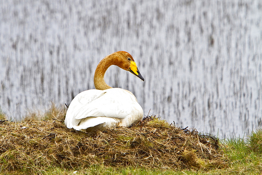 Adult whooper swan (Cygnus cygnus) pair on nest near Lake Myvatn, Iceland