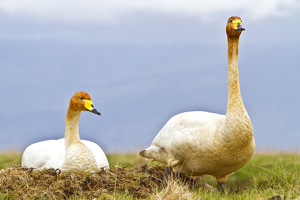 Adult whooper swan (Cygnus cygnus) pair on nest near Lake Myvatn, Iceland