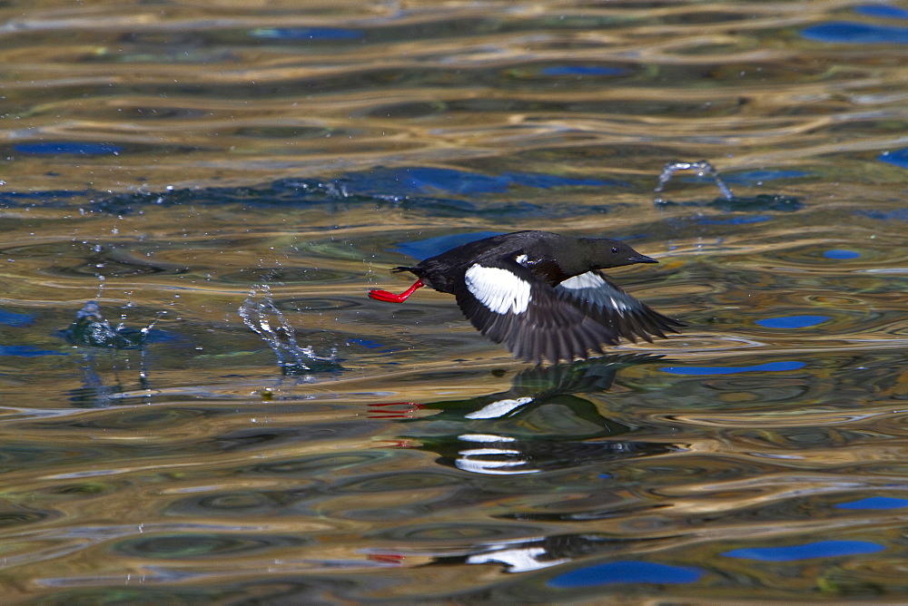 Adult black guillemot (Cepphus grylle) in summer plumage near Vigur Island in Isafjardardjup Bay, Iceland