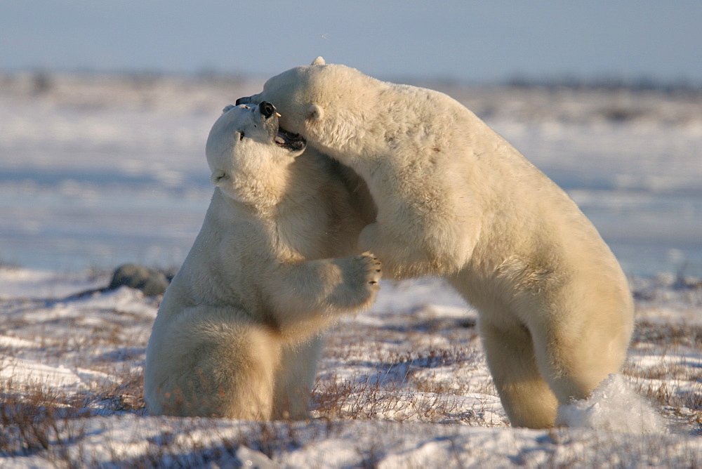 Male Polar Bears, Ursus maritimus, engaged in ritualistic mock fighting (serious injuries are rare), near Churchill, northern Manitoba, Hudson Bay, Canada