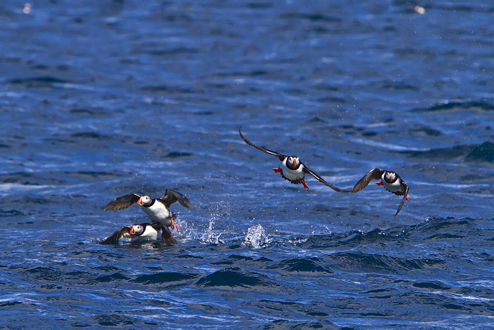 Adult puffin (Fratercula arctica) during breeding season on tiny Grimsey Island, Iceland