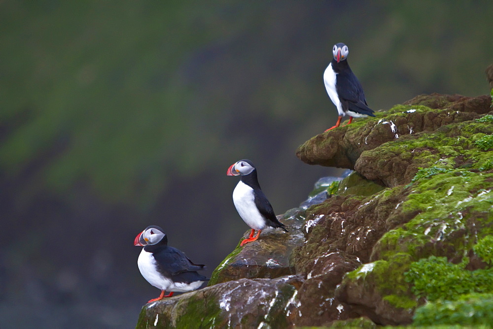 Adult puffin (Fratercula arctica) during breeding season on tiny Grimsey Island, Iceland