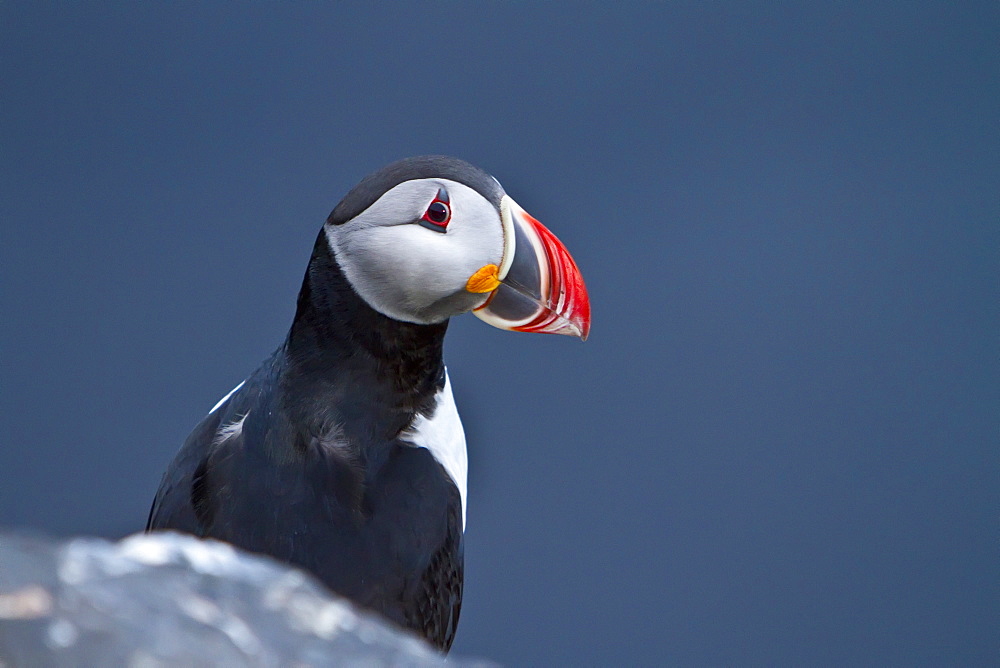 Adult puffin (Fratercula arctica) during breeding season on tiny Grimsey Island, Iceland