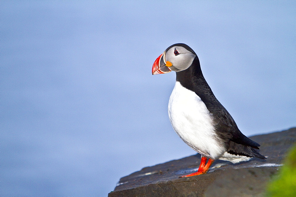 Adult puffin (Fratercula arctica) during breeding season on tiny Grimsey Island, Iceland