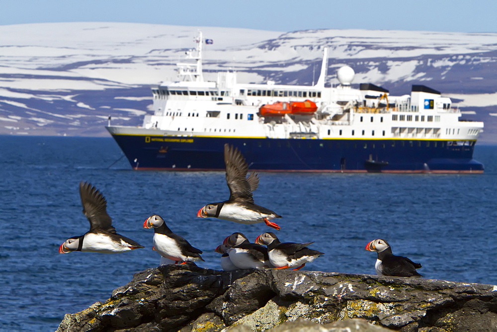 Adult puffin (Fratercula arctica) during breeding season in Isfjardardjup, Northwestern Iceland