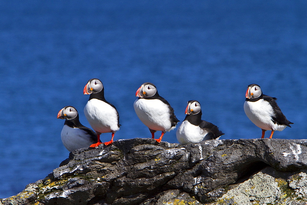 Adult puffin (Fratercula arctica) during breeding season in Isfjardardjup, Northwestern Iceland