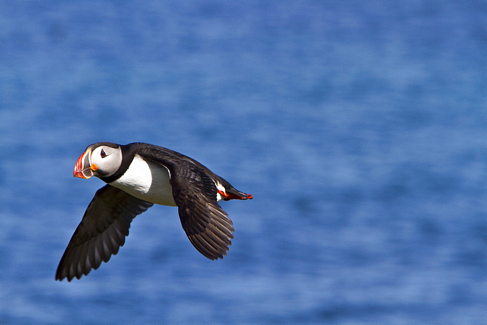 Adult puffin (Fratercula arctica) during breeding season in Isfjardardjup, Northwestern Iceland