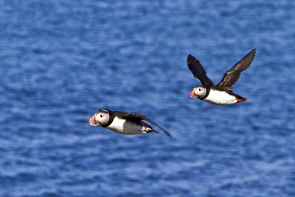 Adult puffin (Fratercula arctica) during breeding season in Isfjardardjup, Northwestern Iceland