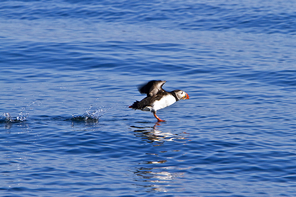 Adult puffin (Fratercula arctica) during breeding season in Isfjardardjup, Northwestern Iceland