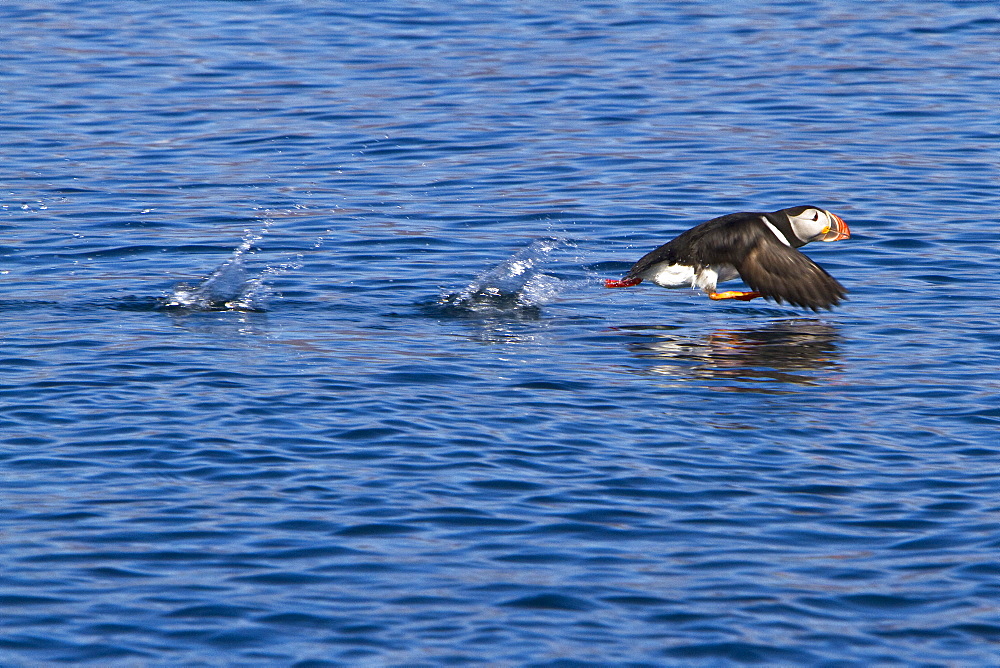 Adult puffin (Fratercula arctica) during breeding season in Isfjardardjup, Northwestern Iceland