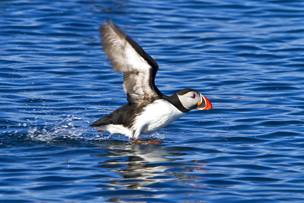 Adult puffin (Fratercula arctica) during breeding season in Isfjardardjup, Northwestern Iceland