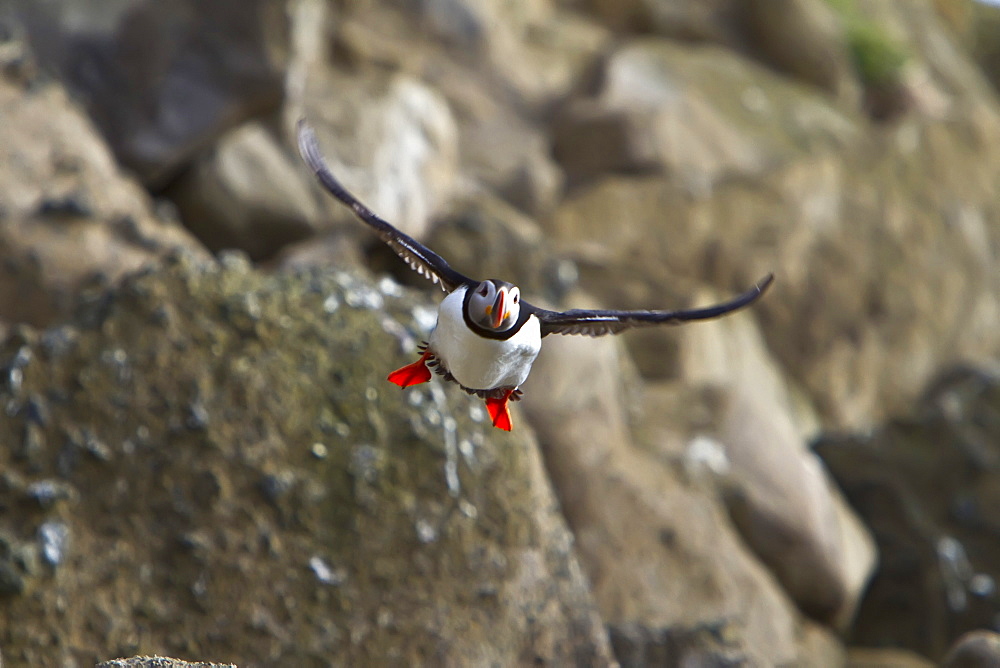 Adult puffin (Fratercula arctica) during breeding season in Isfjardardjup, Northwestern Iceland