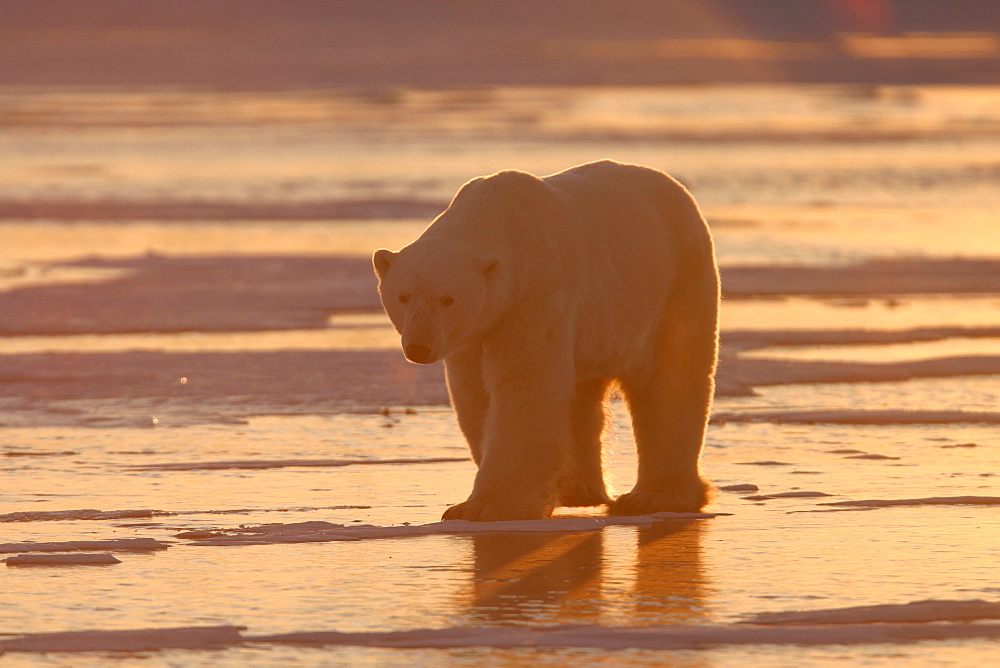 Adult male Polar Bear, Ursus maritimus, on frozen lake at sunset near Churchill, northern Manitoba, Hudson Bay, Canada