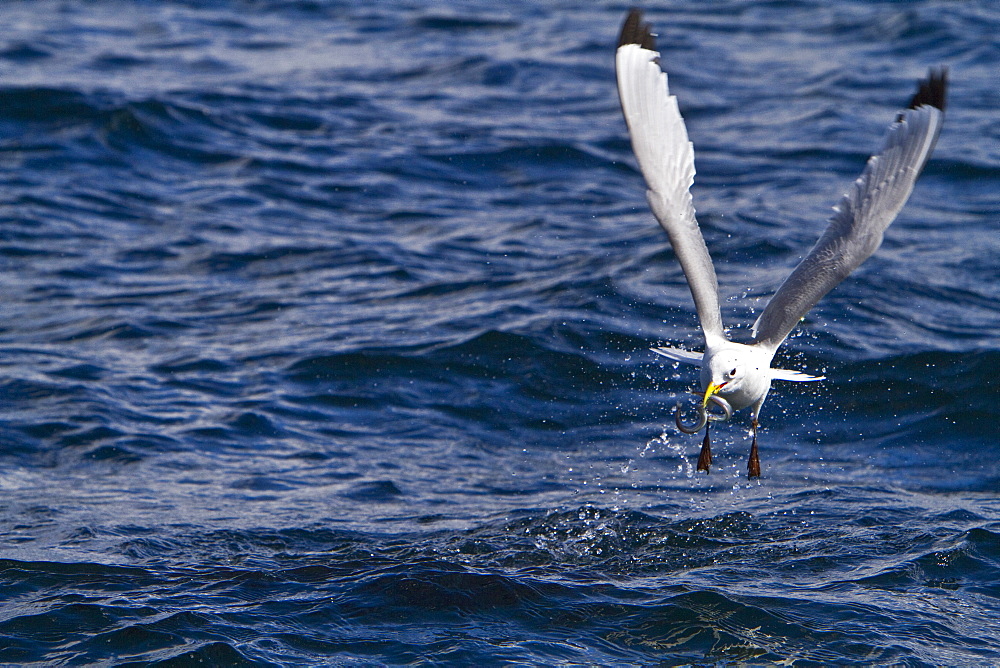 Gull feeding frenzy on bait ball off Fugloy Island in the Faroe Islands, North Atlantic Ocean