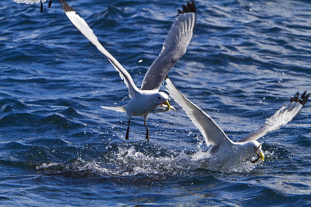 Gull feeding frenzy on bait ball off Fugloy Island in the Faroe Islands, North Atlantic Ocean