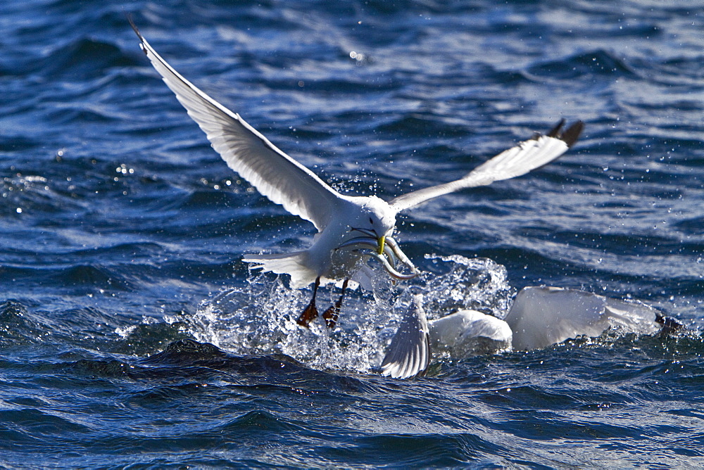 Gull feeding frenzy on bait ball off Fugloy Island in the Faroe Islands, North Atlantic Ocean