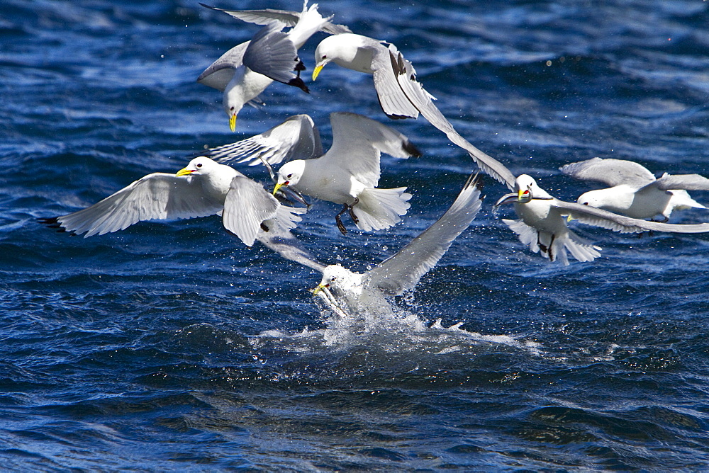 Gull feeding frenzy on bait ball off Fugloy Island in the Faroe Islands, North Atlantic Ocean