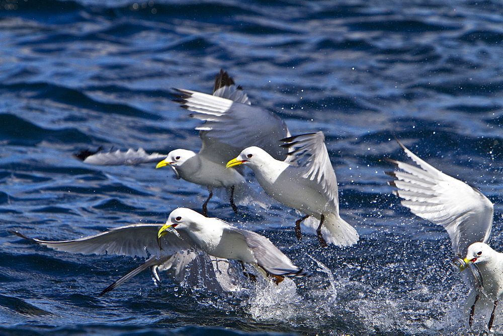 Gull feeding frenzy on bait ball off Fugloy Island in the Faroe Islands, North Atlantic Ocean