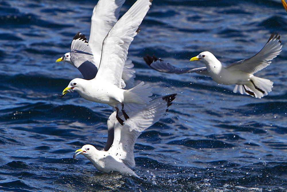 Gull feeding frenzy on bait ball off Fugloy Island in the Faroe Islands, North Atlantic Ocean