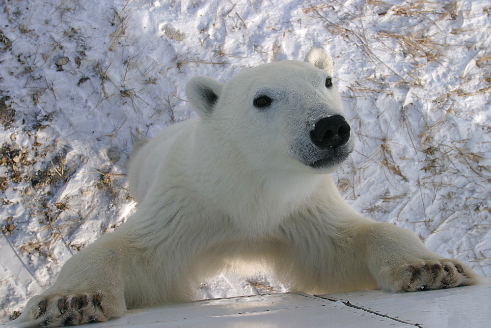 Curious young male Polar Bear, Ursus maritimus, standing against Tundra Buggy near Churchill, northern Manitoba, Hudson Bay, Canada