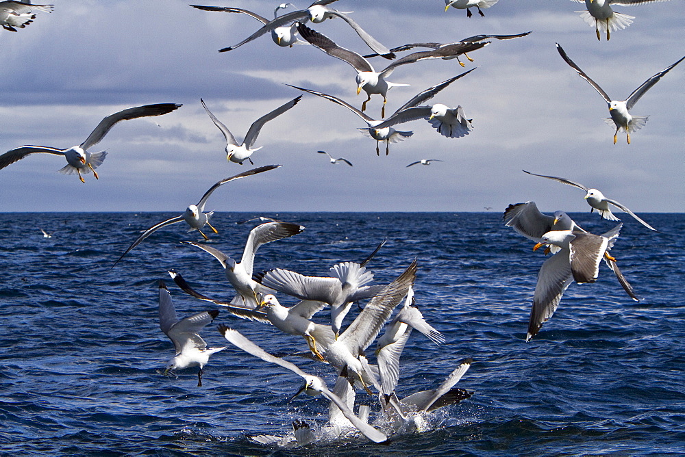 Gull feeding frenzy on bait ball off Fugloy Island in the Faroe Islands, North Atlantic Ocean