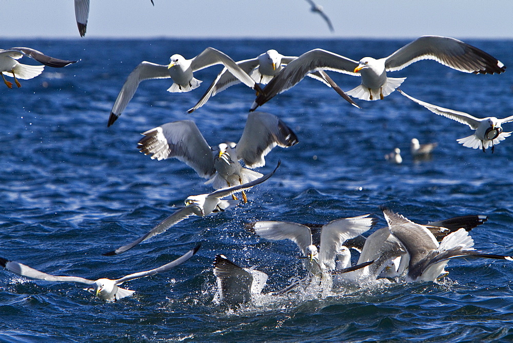 Gull feeding frenzy on bait ball off Fugloy Island in the Faroe Islands, North Atlantic Ocean