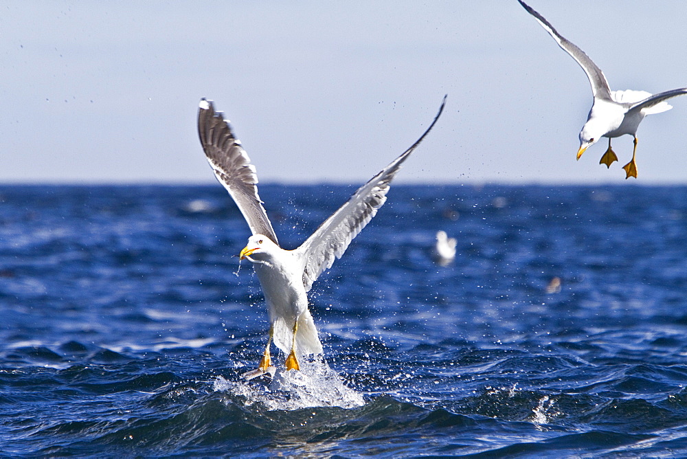 Gull feeding frenzy on bait ball off Fugloy Island in the Faroe Islands, North Atlantic Ocean