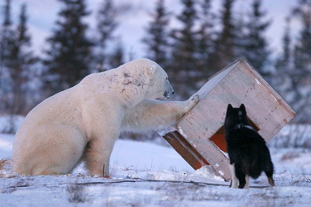 Curious adult male Polar Bear, Ursus maritimus, inspects dog house near Churchill, northern Manitoba, Hudson Bay, Canada