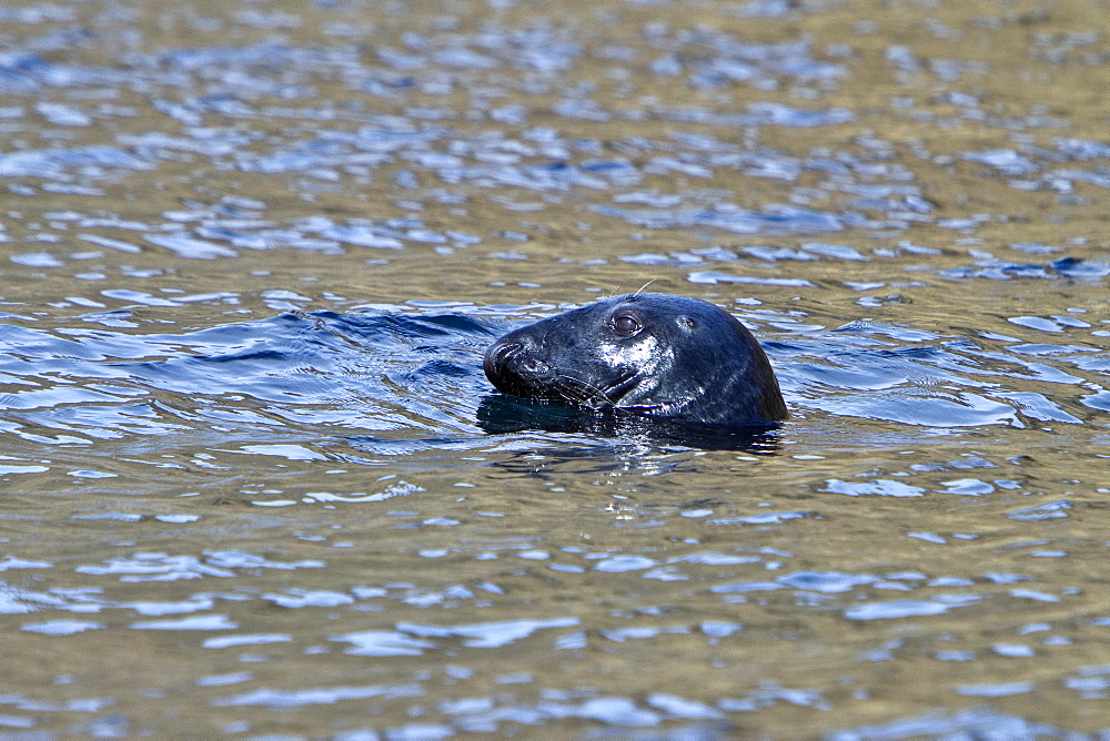 Adult gray seal (Halichoerus grypus) along the Langanes peninsula, Iceland