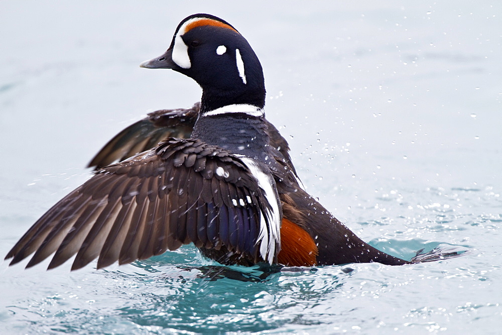 Adult harlequin duck (Histrionicus histrionicus) in full breeding plumage in the calm waters of Lake Myvatn, Iceland