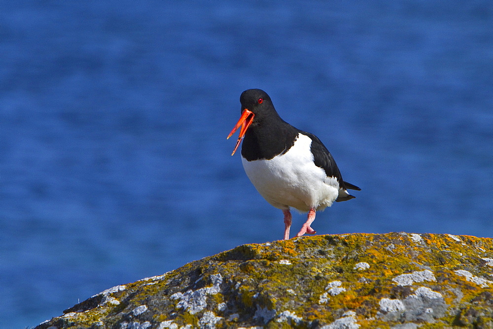 Adult Eurasian Oystercatcher (Haematopus ostralegus ostralegus) in full breeding plumage at Isfjardardjup, Northwestern Iceland