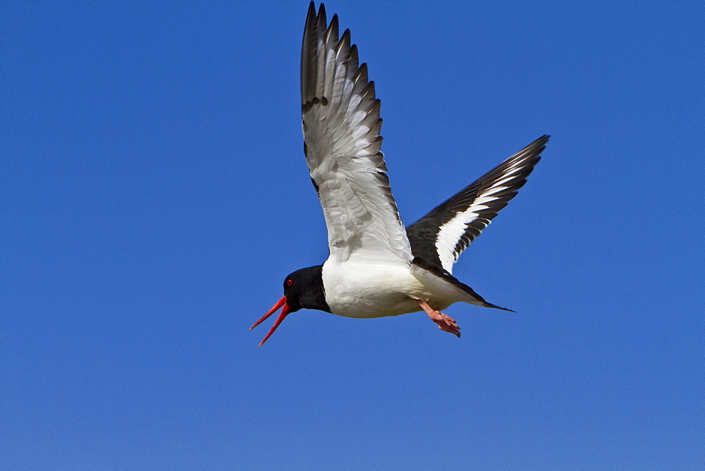 Adult Eurasian Oystercatcher (Haematopus ostralegus ostralegus) in full breeding plumage at Isfjardardjup, Northwestern Iceland