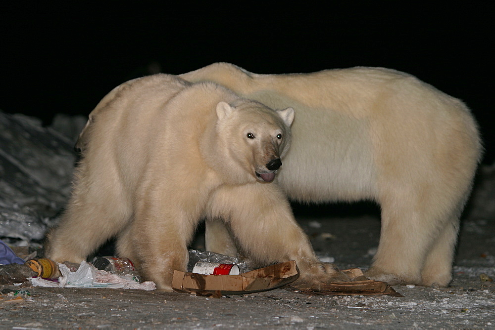 Habituated Polar Bears, Ursus maritimus, feeding in the dump at night near Churchill, northern Manitoba, Hudson Bay, Canada