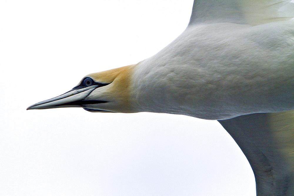 Northern gannet (Morus bassanas) on the wing at the cliffs of Noss in the Shetland Islands, Scotland, North Atlantic Ocean