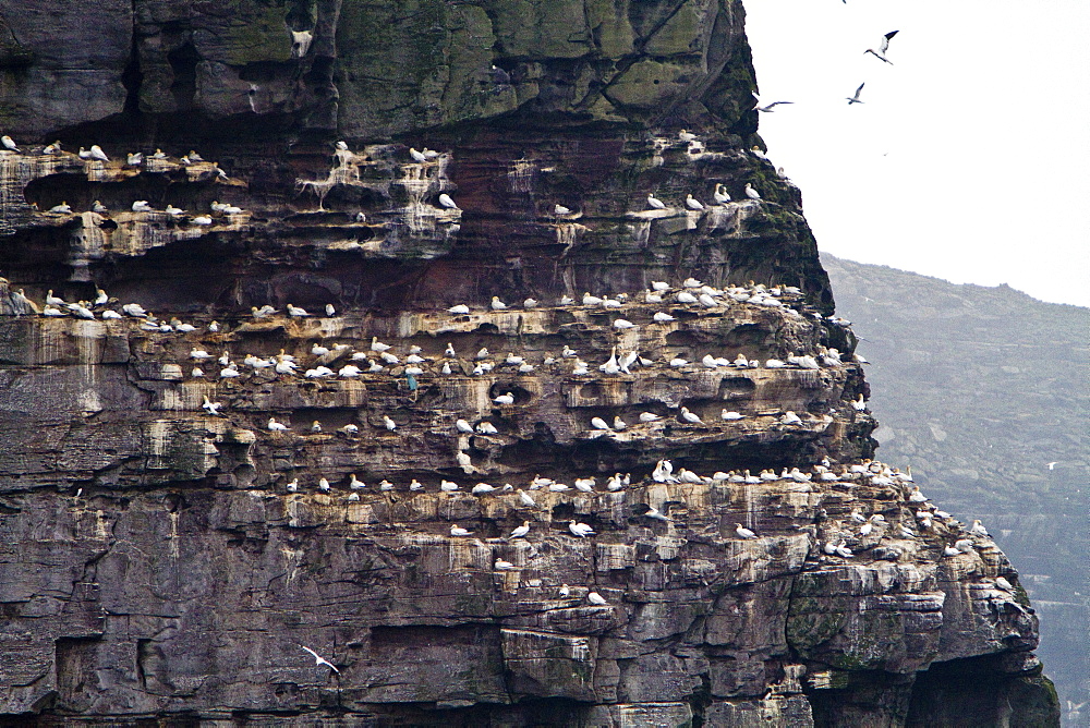 Northern gannet (Morus bassanas) on the wing at the cliffs of Noss in the Shetland Islands, Scotland, North Atlantic Ocean