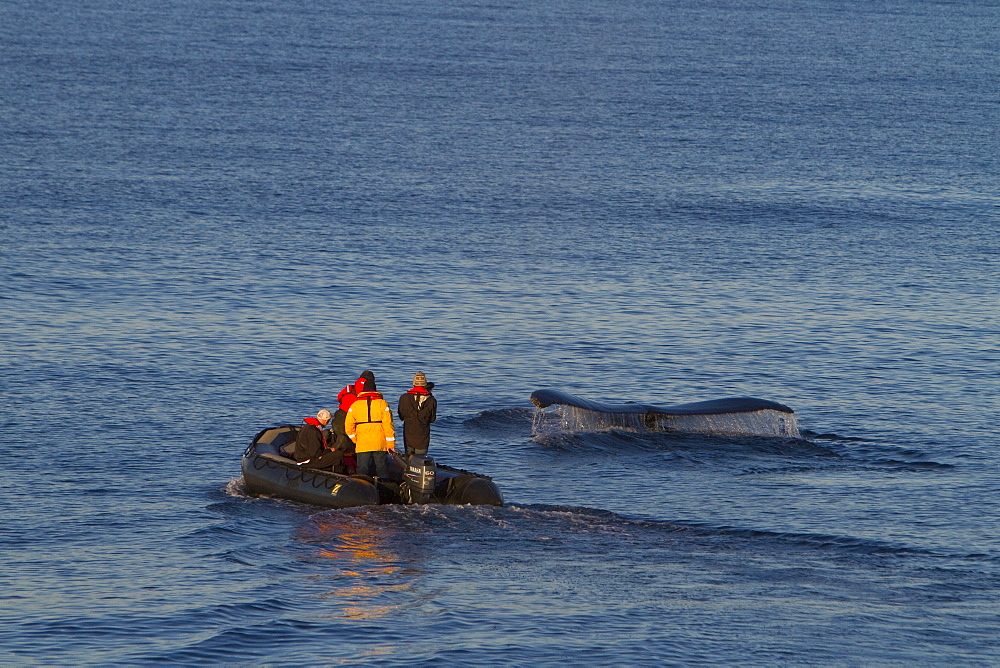 Adult humpback whale (Megaptera novaeangliae) surfacing near researchers in Zodiac in the late evening at Siglufjordur, Iceland