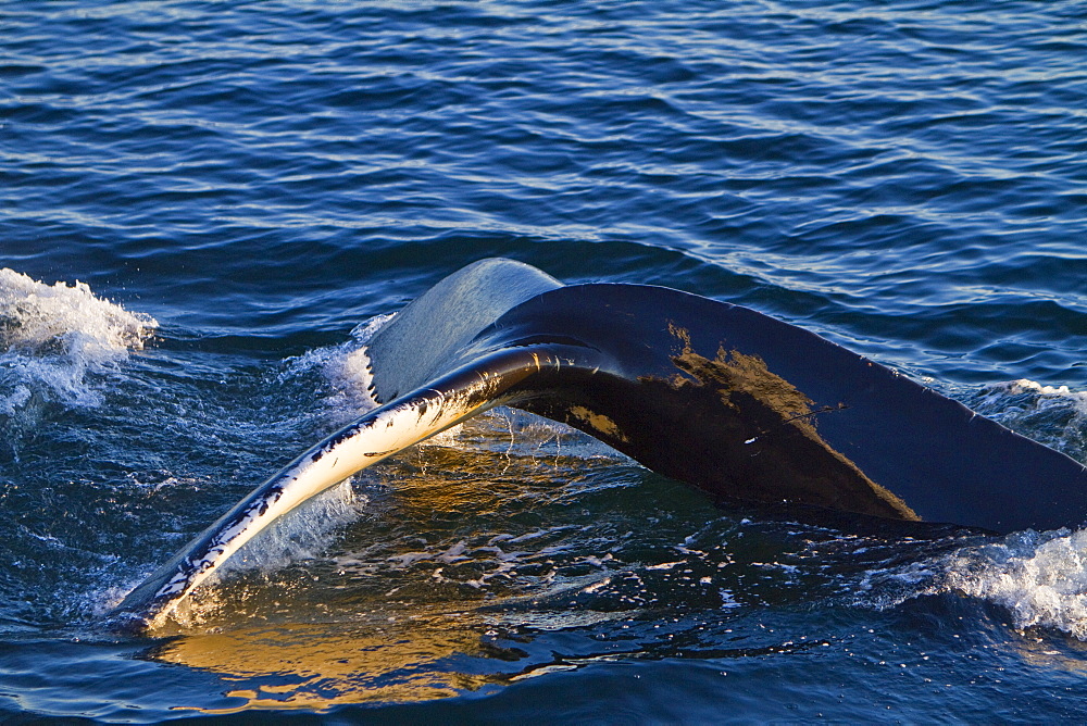 Adult humpback whale (Megaptera novaeangliae) surfacing in the late evening at Siglufjordur, Iceland