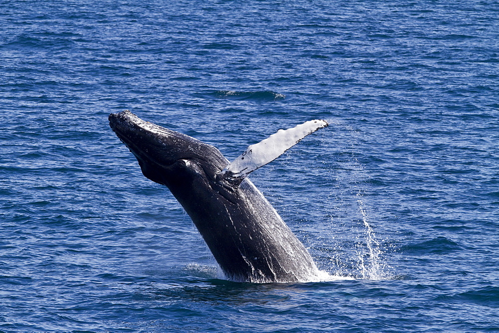 Adult humpback whale (Megaptera novaeangliae) breaching  in the fjord of Isfjardardjup, Iceland