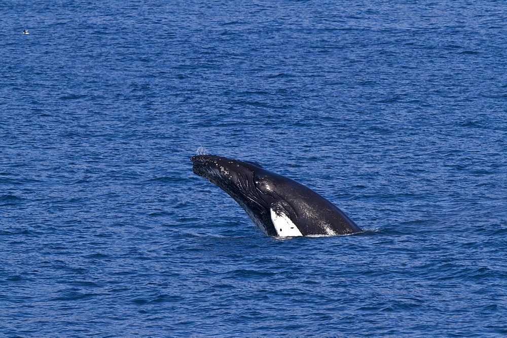 Adult humpback whale (Megaptera novaeangliae) head-lunging in the fjord of Isfjardardjup, Iceland